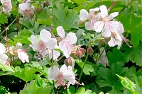 Герань кентабриджийская  Geranium cantabrigiense