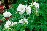 Герань луговая Geranium pratense Laura