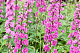 Дельфиниум Фламенко Delphinium cultorum Highlander Flamenko