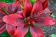 Лилия Роял Кисс Lilium Royal Kiss