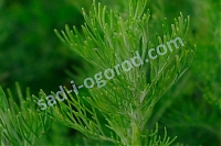 Полынь древовидная Artemisia abrotanum Coca Cola