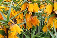 Рябчик императорский Эрли Дрим Fritillaria Early Dream