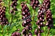 Рябчик персидский Пурпл Динамит Fritillaria Persica Purple Dynamite