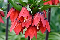 Рябчик импрераторский Ред Бьюти Fritillaria Red Beauty