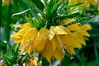 Рябчик императорский Йеллоу Бьюти Fritillaria Yellow Beauty