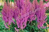 Астильба китайская Блэк Перлз Astilbe chinensis Black Pearls