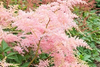 ОпубликованТовар или услугаАстильба Арендса Файрворкс Пинк Astilbe Arendsii Fireworks Pink