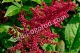 Астильба Арендса Глют Astilbe arendsii Glut