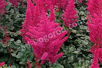 Астильба китайская Вижн Вулкано Astilbe chinensis Vision Vulcano