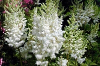 Астильба китайская Даймондс энд Перлс Astilbe chinensis Diamonds and Pearls