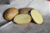 Сорт Isle of Jura (Айл оф Джура) картофель семенной