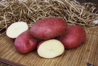 ОпубликованТовар или услугаСорт Маяк картофель семенной 2 кг
