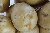 Сорт Краса Мещеры картофель семенной 2 кг Solanum tuberosum Sort Krasa Mewery Kartofel Semennoj 2 kg