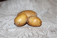 мини-клубни Лисана картофель семенной