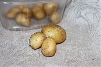 мини-клубни Ривьера картофель семенной