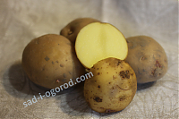 сорт Утро картофель семенной 2кг