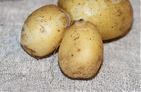 Сорт Ривьера картофель семенной