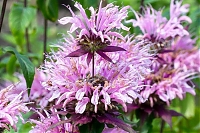 Монарда Бьюти оф Кобхэм Monarda Beauty of Cobham