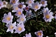 Anemone nemorosa 'Robinsoniana'