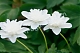 Anemone nemorosa 'Vestal'