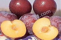 Плуот Фловорич Pluot Flavorich