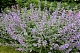 Котовник Фассена Nepeta fassenii