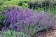 Котовник Фассена Сикс Хиллс Джайант Nepeta fassenii Six Hills Giant