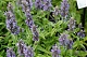 Котовник жилковатый Блю Мун Nepeta nervosa Blue Moon