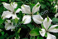 ОпубликованТовар или услугаКлематис Альба Люксурианс Clematis Alba Luxurians