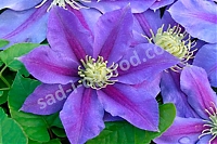 Клематис Балтык Clematis Baltyk