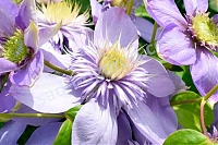 ОпубликованТовар или услугаКлематис Блю Лайт Clematis Blue Light PBR