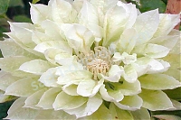 ОпубликованТовар или услугаКлематис Дачес оф Эдинбург Clematis Duchess of Edinburgh