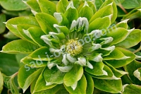 ОпубликованТовар или услугаКлематис Грин Пэшн Clematis Green Passion