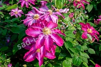 ОпубликованТовар или услугаКлематис Какио (Пинк Шампань) Clematis Kakio (Pink Champagne)