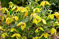 ОпубликованТовар или услугаКлематис тангутский Литтл Лемон Clematis Little Lemons