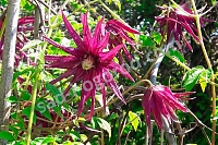 Клематис Октопус Clematis Octopus