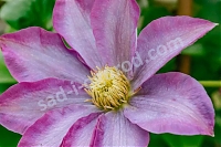 ОпубликованТовар или услугаКлематис Какио (Пинк Шампань) Clematis Kakio (Pink Champagne)