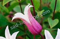 Клематис Принцесса Кейт Clematis texensis Princess Kate Zoprika