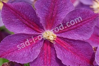 ОпубликованТовар или услугаКлематис Стар оф Индия Clematis Star of India