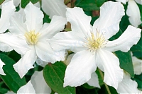 Клематис Уайт Арабелла Clematis White Arabella