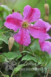 Клематис ботанический Краковяк Clematis Krakowiak