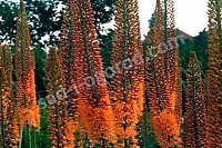 Эремурус гибрид руйтера Клеопатра Eremurus ruiter-Hybrid Cleopatra