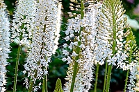 Эремурус Лайн Дэнс Eremurus robustus Line Dance