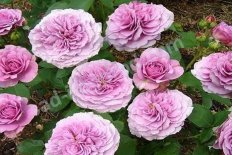 Роза флорибунда Лавендер Айс Rose Lavender Ice