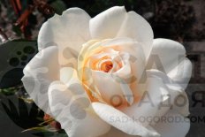 Роза Лионс-Роуз флорибунда Rosa Lions-Rose floribunda