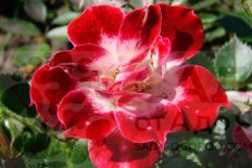 Роза миниатюрная Литтл Артист Rose Little Artist