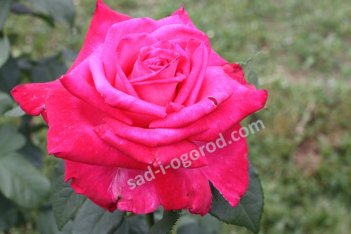 Роза чайно-гибридная Лолита Лемпика Rose hybrid tea Lolita Lempicka