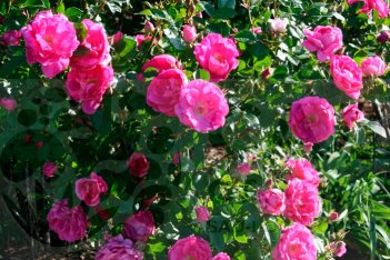 Роза Морден Сентеньял Rose Morden Centenial