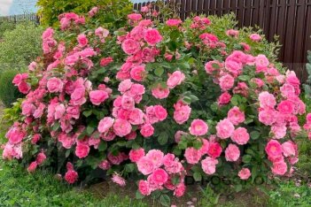 Роза Морден Сентеньял Rose Morden Centenial