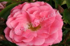 Роза почвопокровная Палменгартен Франкфурт Rose Palmengarten Frankfurt